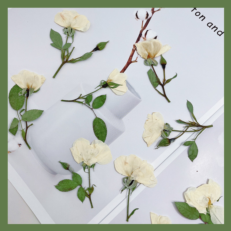 12 قطعة، أغصان ورد طبيعي أبيض  - مراجعة Wedding Card Box وسعره